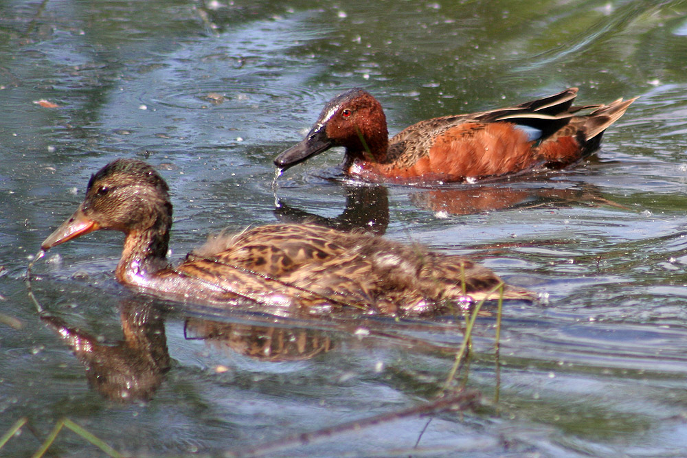 Cinnamon Teal